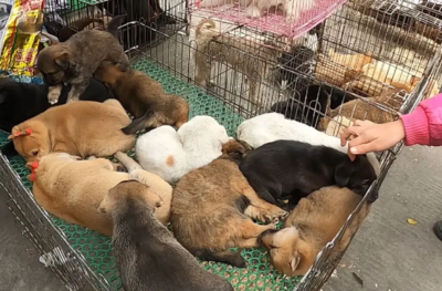 無(wú)錫寵物市場(chǎng)與寵物用品銷售指南