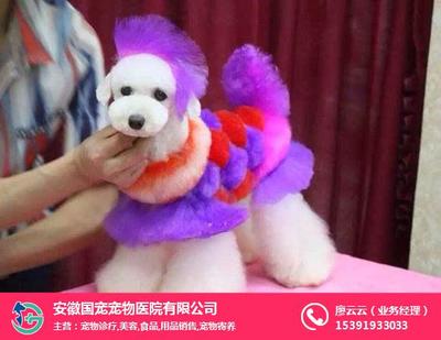 合肥寵物美容與寵物用品銷售服務(wù)全解析