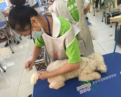 上海寵物美容行業(yè)的發(fā)展現(xiàn)狀與寵物用品銷售趨勢(shì)