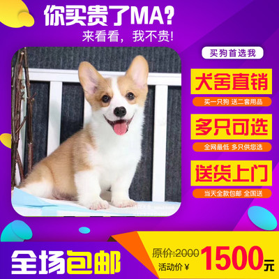 精品柯基犬與寵物用品一站式銷售指南