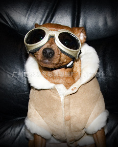 工廠直銷寵物眼鏡——廣州市花都區(qū)彭博眼鏡廠專業(yè)OEM與貼牌服務(wù)