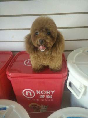 哆咪寵物專業(yè)美容 真摯服務(wù)為愛寵打造溫馨家園