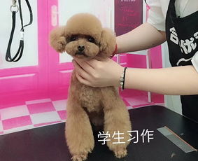 合肥優(yōu)優(yōu)狗 寵物美容培訓(xùn)與用品銷售一站式服務(wù)