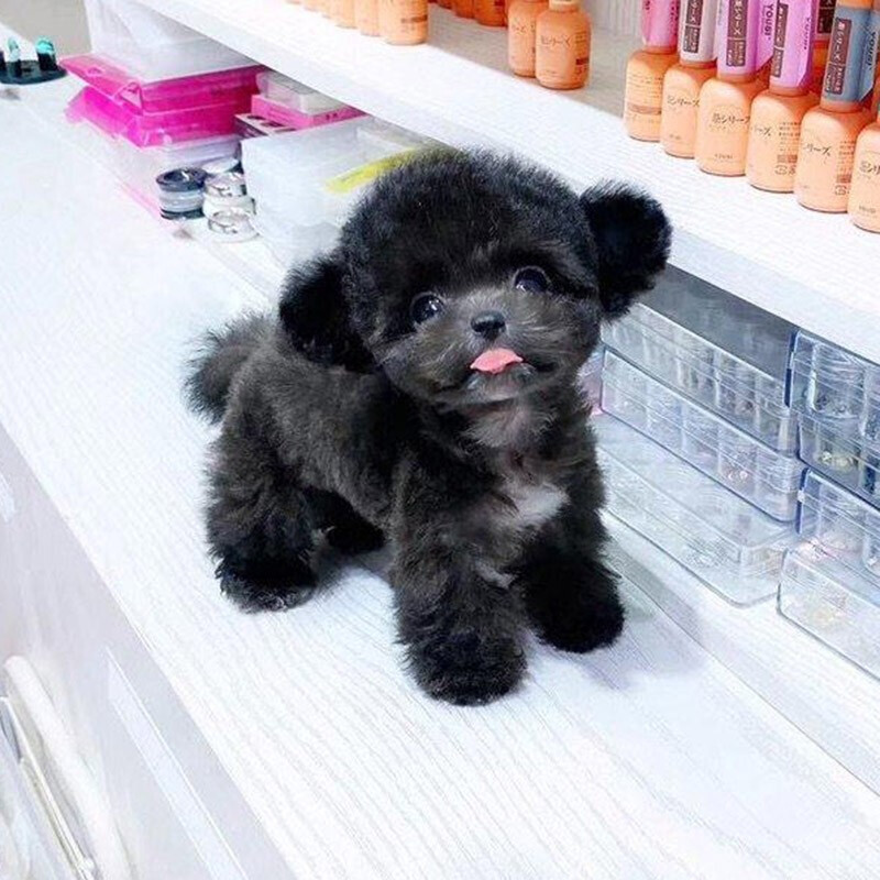 高品質灰色泰迪幼犬 30天質保的純種伴侶，搭配專業寵物用品指南