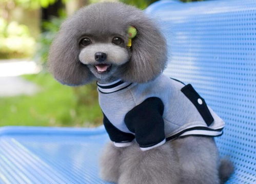 從寵物保姆到創業女王 一位90后姑娘的寵物用品百萬之路