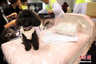 2014香港寵物節盛大開幕 寵物用品市場火熱，一張寵物床售價高達1500港元
