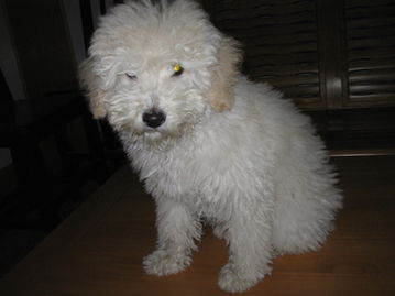 寵物用品交易指南 便捷買賣，守護愛寵幸福生活