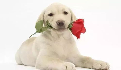 熱線開通，便利加倍 82371890助您輕松選購寵物用品